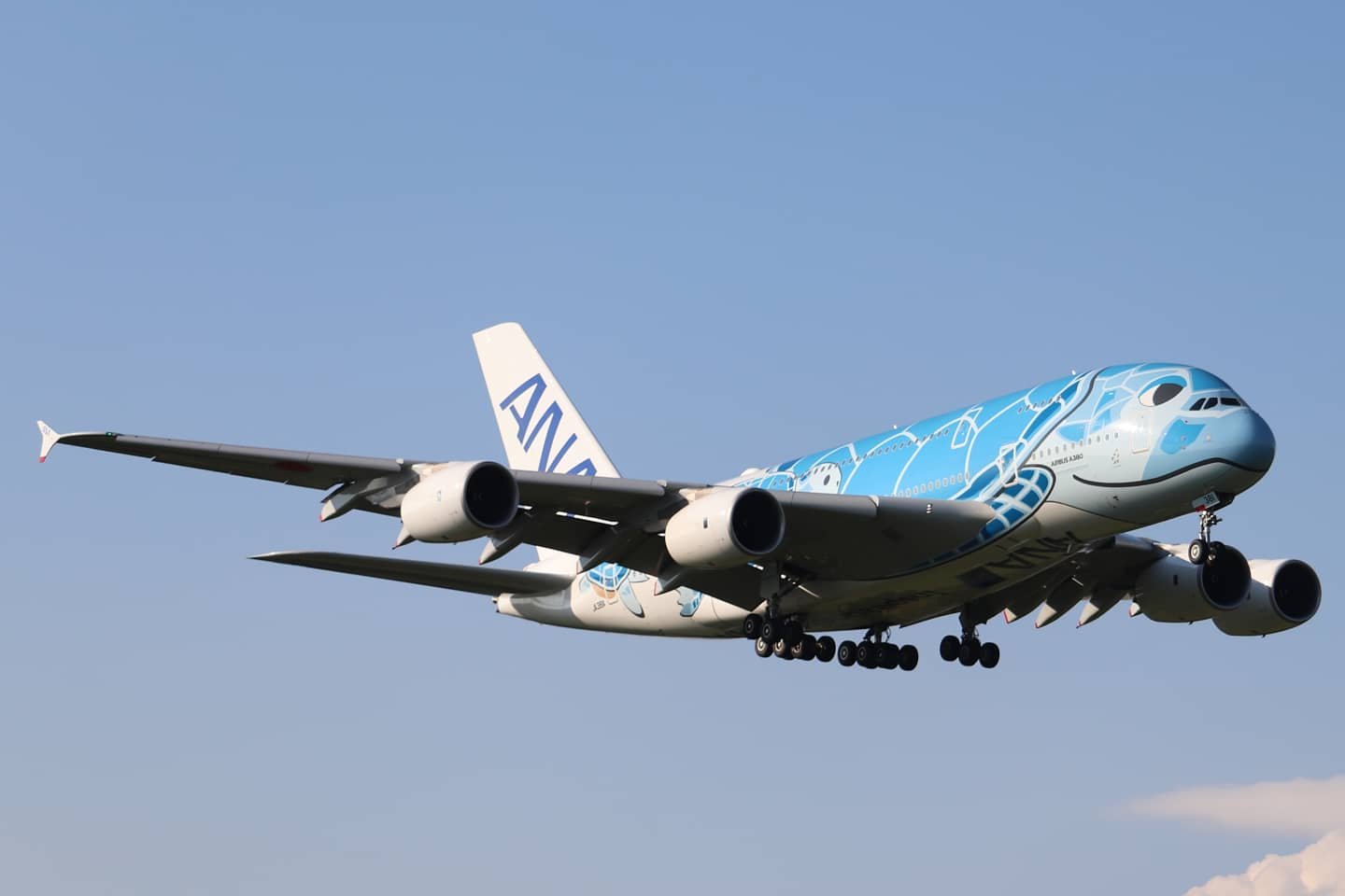 フライングホヌ」でハワイ旅気分 - ちばみなとjp